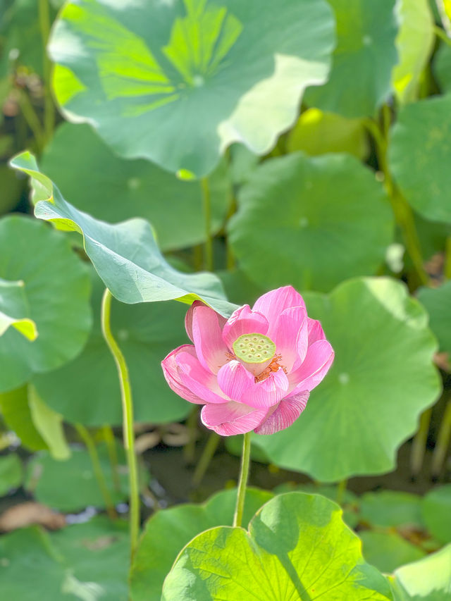【福井 南越前町】美しいハスの花が咲き誇る「花はす公園」⛲️