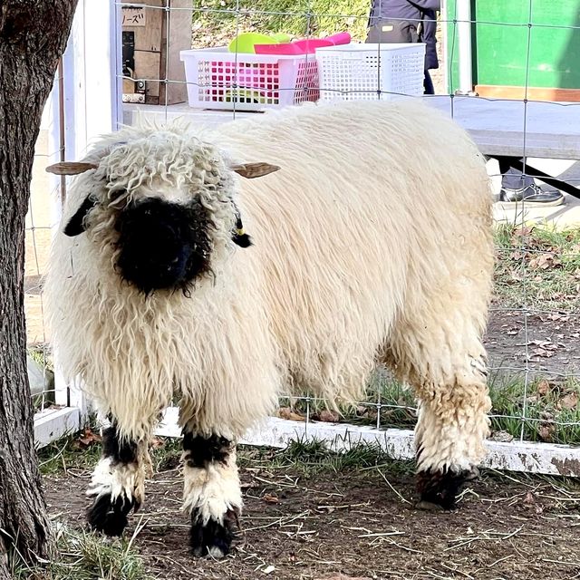 札幌北部野生動物園-動物近距離接觸，可能帶來危險的動物園