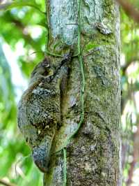 An awesome place in Sarawak for nature & wildlife experience