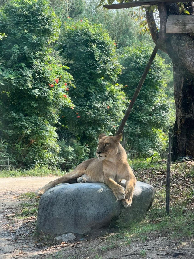 韓國｜老少咸宜的愛寶樂園🎡