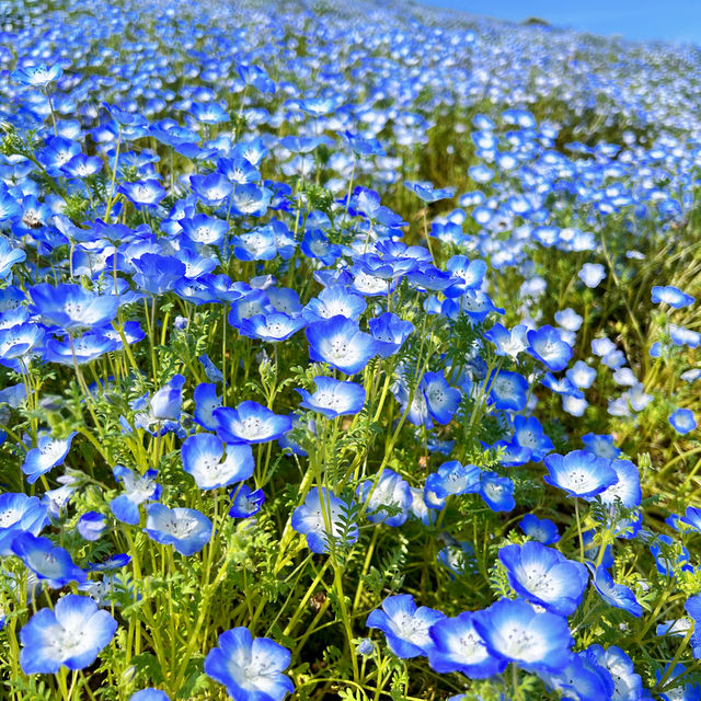 日本琉璃唐草——粉蝶花！