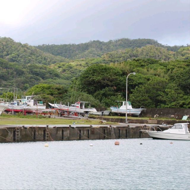 ウミガメの海🏝️奄美大島✨笠利漁港