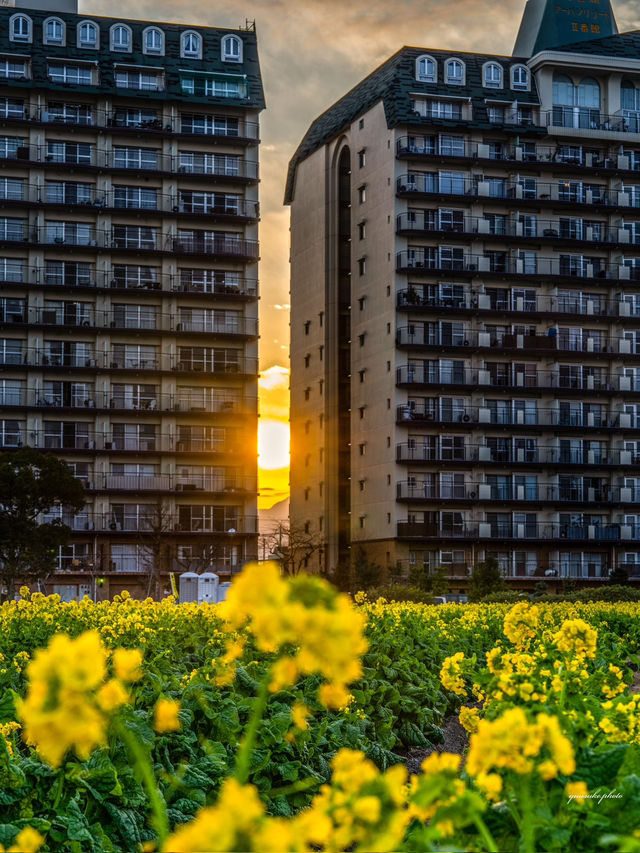12000本咲き乱れる菜の花畑✨いまが見頃！滋賀県の絶景スポット「第1なぎさ公園　菜の花畑」