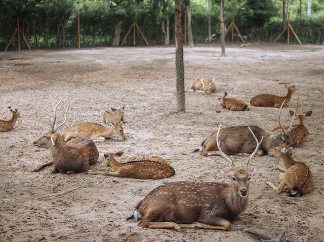 รีวิว Alpaca Hill 🦙🦙(สวนสัตว์สวนผึ้ง)