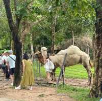 Up Close and Personal at Vinpearl Safari Phu Quoc