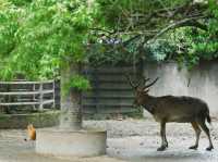 《動物園》【上海動物園】環境優美,攝影愛好者必去!