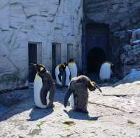 【旭山動物園:北海道旭川市】近くで生き生きとした動物を見ることができる動物園✨