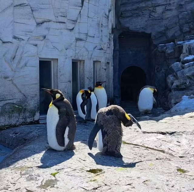 【旭山動物園:北海道旭川市】近くで生き生きとした動物を見ることができる動物園✨