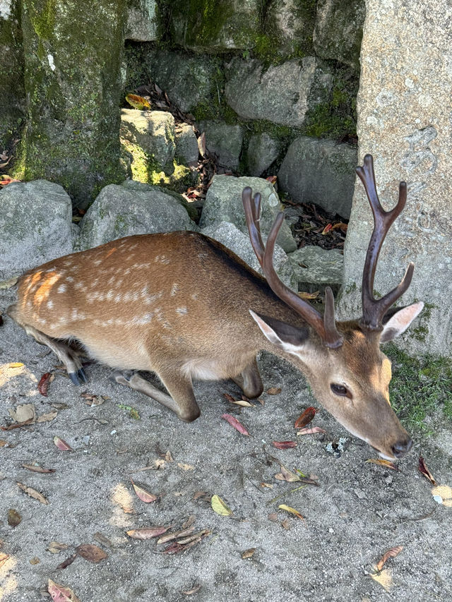 広島の顔！夏の宮島をエンジョイ！