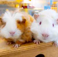 A Hamster Haven, Penang:  A Furry Adventure: Hamcup Cafe