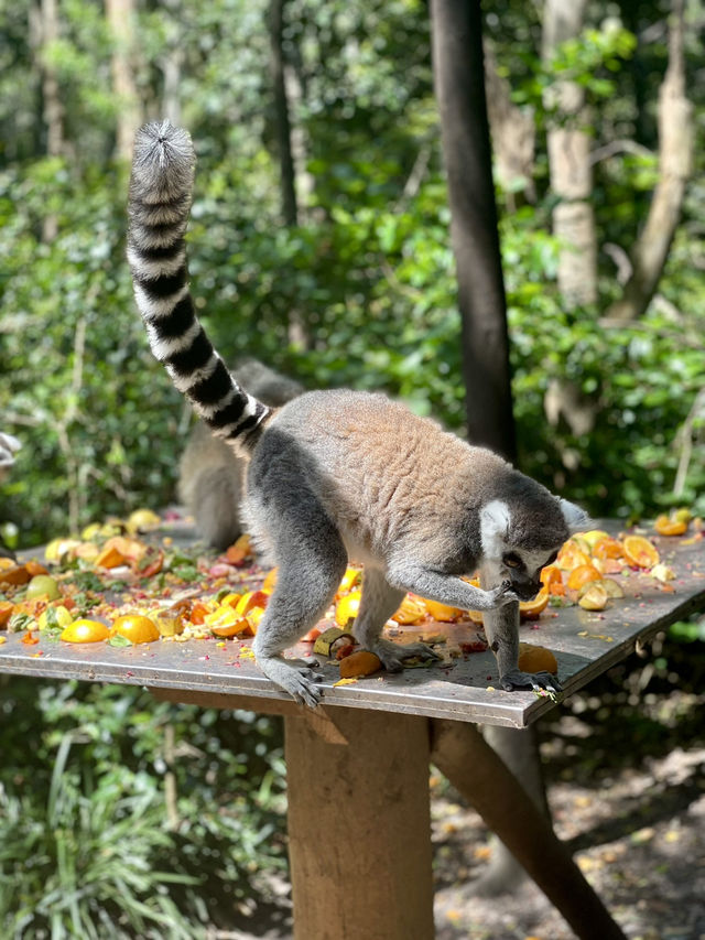 Monkey Business at Monkeyland 🌿🐒