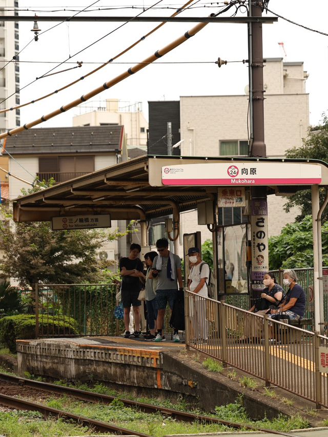 ［東京散策] 東京碩果僅存的路面電車