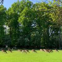 奈良公園：與鹿共舞的綠意天堂 🦌🌳