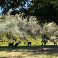 北カリフォルニア、ユカイア