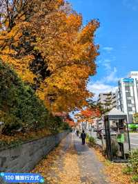賞銀杏最佳景點：北海道大學銀杏併木大道