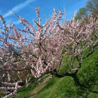 札幌平岡公園 梅林