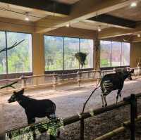 【横浜】よこはま動物園ZOORASIA - たくさんの動物が見られる国内最大級の動物園 -