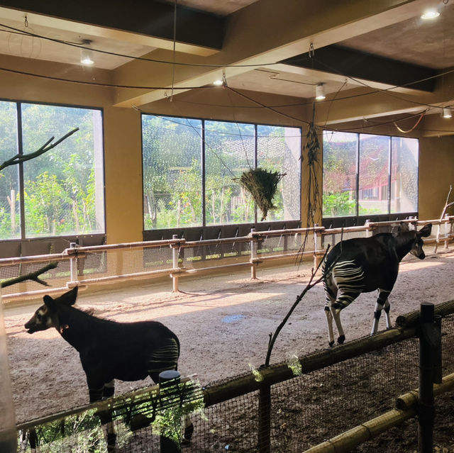 【横浜】よこはま動物園ZOORASIA - たくさんの動物が見られる国内最大級の動物園 -