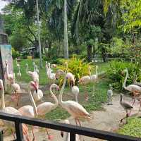 สวนสัตว์เปิดเขาเขียว จังหวัดชลบุรี