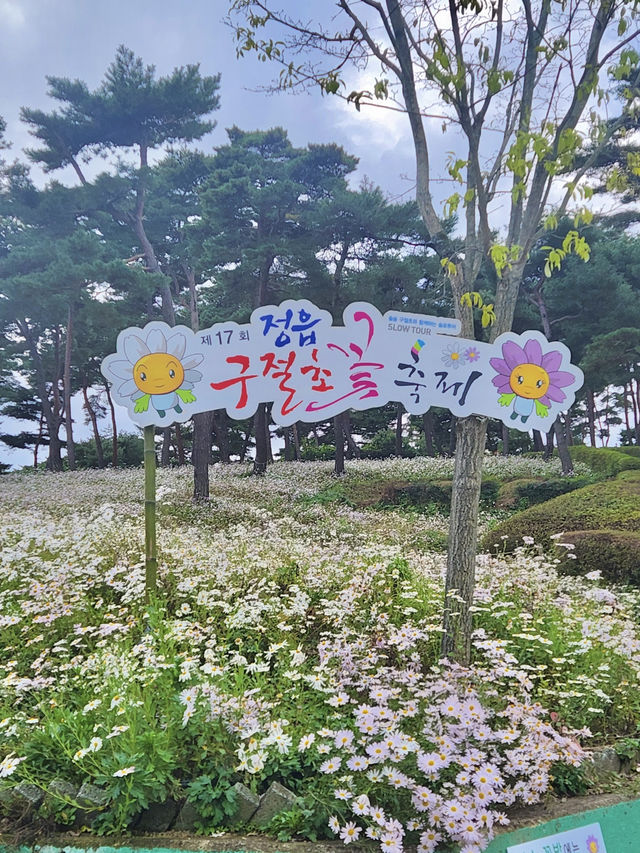 옛날부터 유명했던 정읍 구철초 축제 지방정원😁