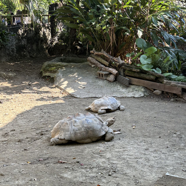 【台北動物園】 台北市立動物園😎