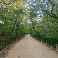 천년의 숲!!!  함양 상림 공원!!!  역사의 공원!!!