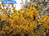 日本四國-德島賞花：山野林間的木蓮花、迎春花、櫻花