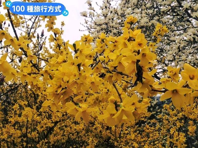 日本四國-德島賞花：山野林間的木蓮花、迎春花、櫻花