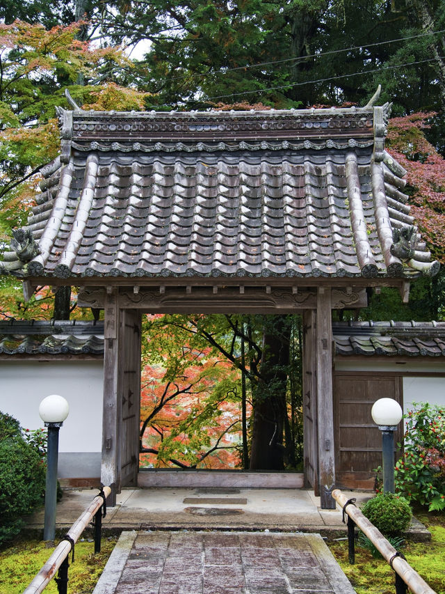 【ここ行って】紅葉の道が美しい✨奈良時代開創の無料で楽しめる紅葉スポット🍁