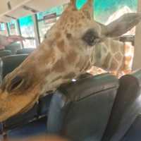 A Wild Day Out: Exploring the Wonders of Kanchanaburi Safari Park