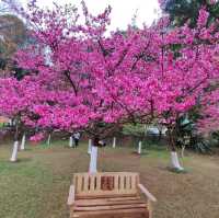 หนาวนี้ ปีใหม่นี้ ไปชมซากุระ ให้โลกเป็นสีชมพู