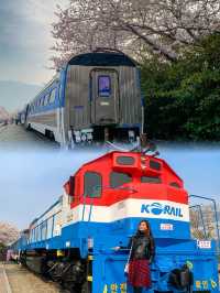 Blossoms on the Tracks: Sakura Dreams at Gyeonghwa Station