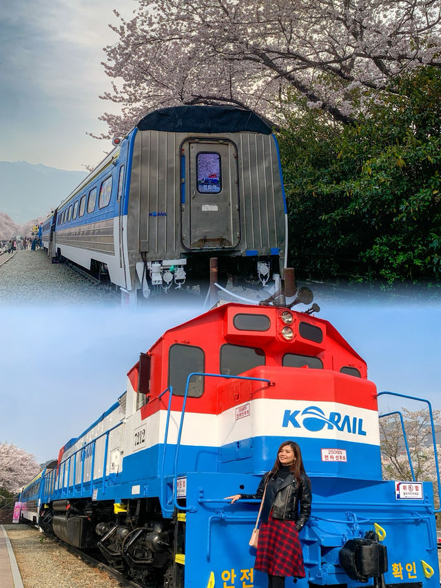 Blossoms on the Tracks: Sakura Dreams at Gyeonghwa Station