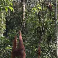 Semengoh wildlife centre - Kuching 