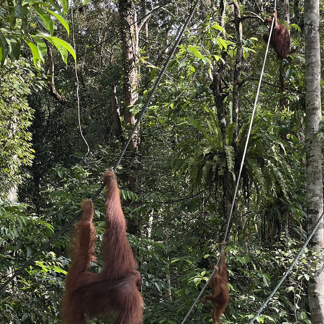 Semengoh wildlife centre - Kuching 