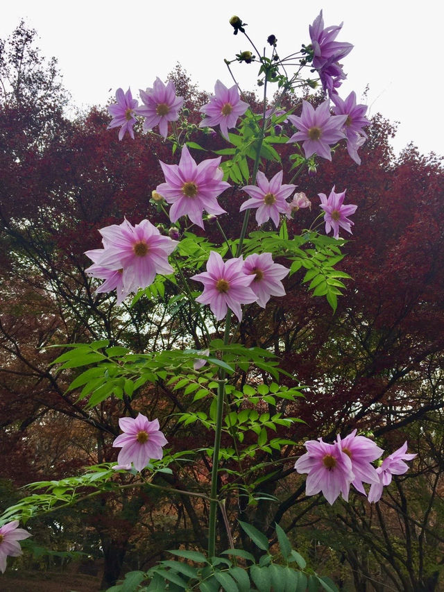 【豊後大野】密集する紅葉に感動✨紅葉の名所✨