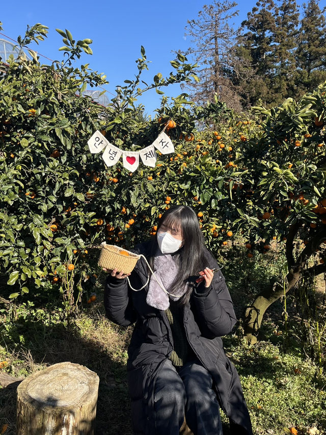 감귤 수확 체험 [제주에인감귤밭]🍊