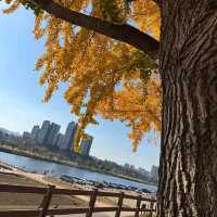 Asan Gingko Tree Road