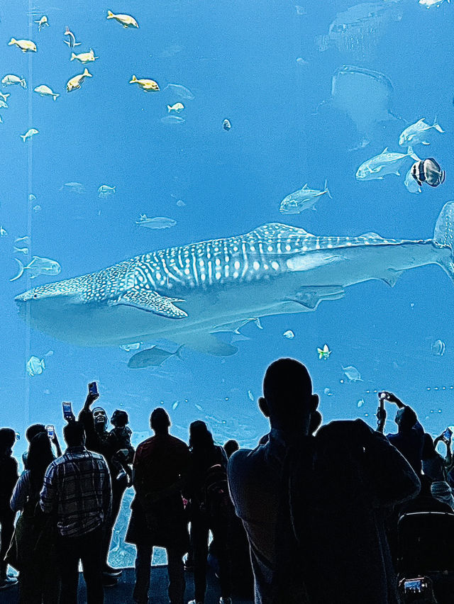 [聖誕節🎄］Georgia Aquarium-親子同遊過聖誕🐠🐡🌟