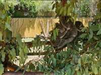 Caversham Wildlife Park