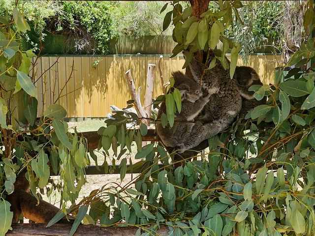 Caversham Wildlife Park