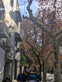 A Serene Stroll Through Shanghai