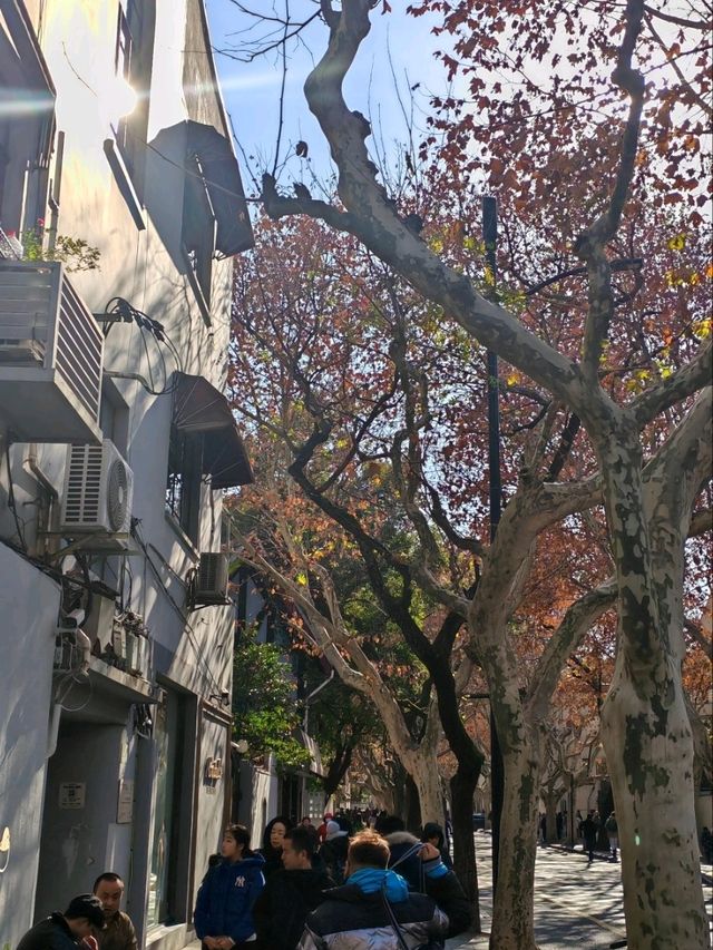A Serene Stroll Through Shanghai