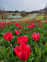 【カラフルなチューリップ🌷の絨毯がみれる！】