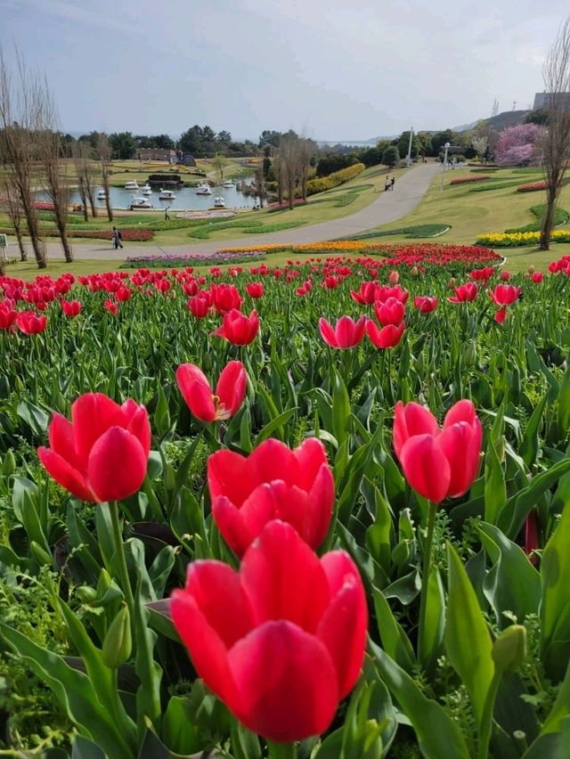 【カラフルなチューリップ🌷の絨毯がみれる！】