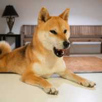 คาเฟ่น้องหมาชิบะ ที่เขาใหญ่🐕