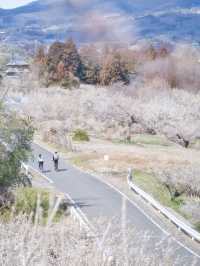 【群馬】12万本の梅の花が咲き誇る絶景✨榛名梅林で春の訪れを感じよう🌸 