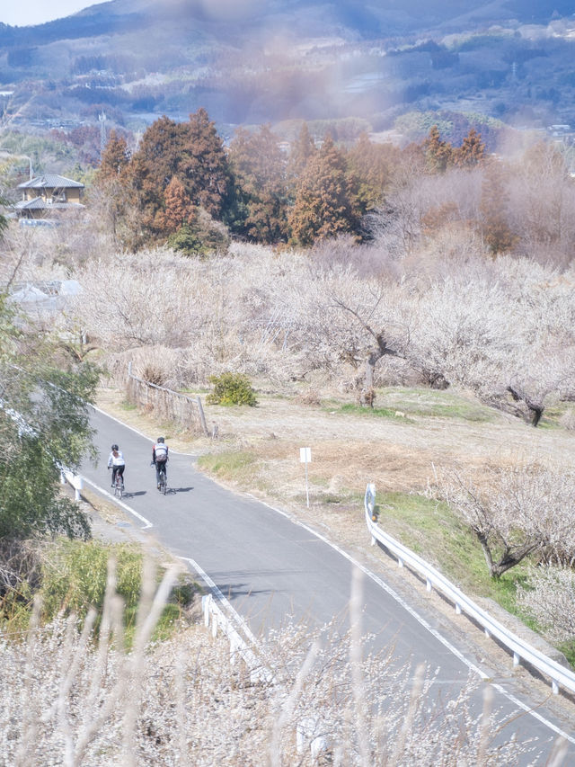 【群馬】12万本の梅の花が咲き誇る絶景✨榛名梅林で春の訪れを感じよう🌸 