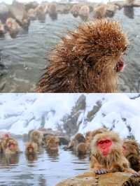 日本長野縣。地獄谷雪猴公園🦧Snow Monkey Park獼猴野生生態奇觀