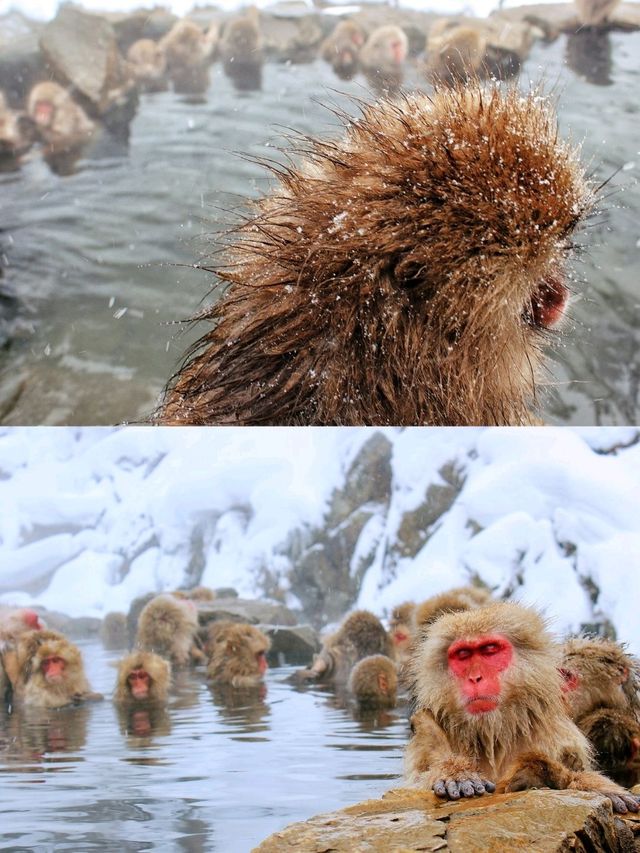 日本長野縣。地獄谷雪猴公園🦧Snow Monkey Park獼猴野生生態奇觀